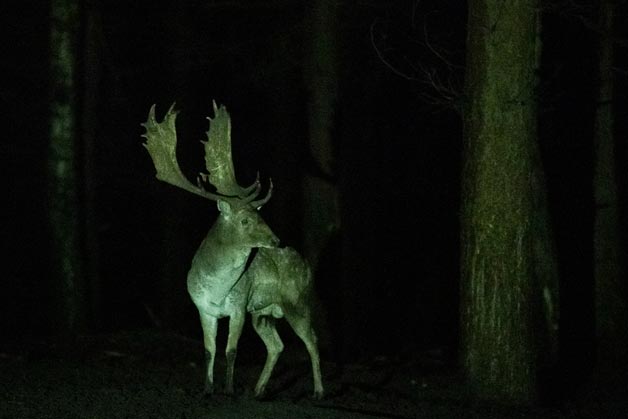 Wald AG Wald AG