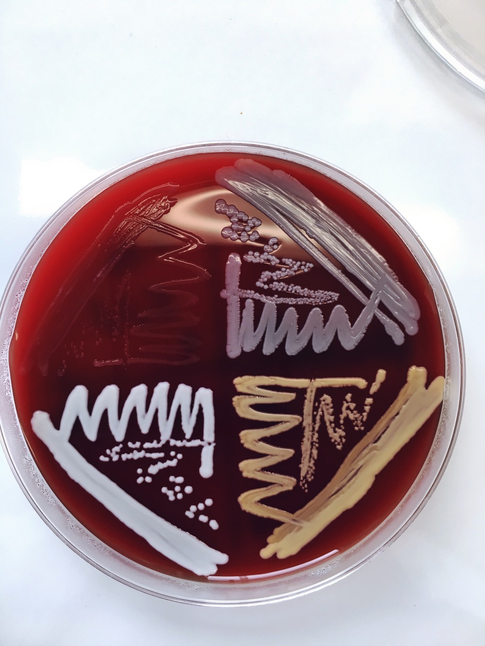 2021 09 Rentascientist7